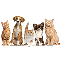 Petshop
